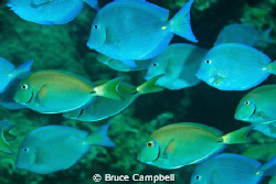 There is quite a wide variety of fish around Dog Island. by Bruce Campbell 
